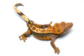 Correlophus ciliatus subadult male